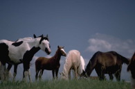 horses